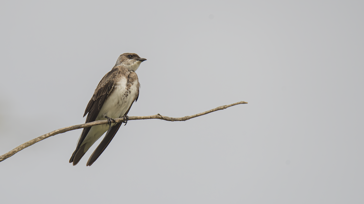 Brown-chested Martin - ML643433599