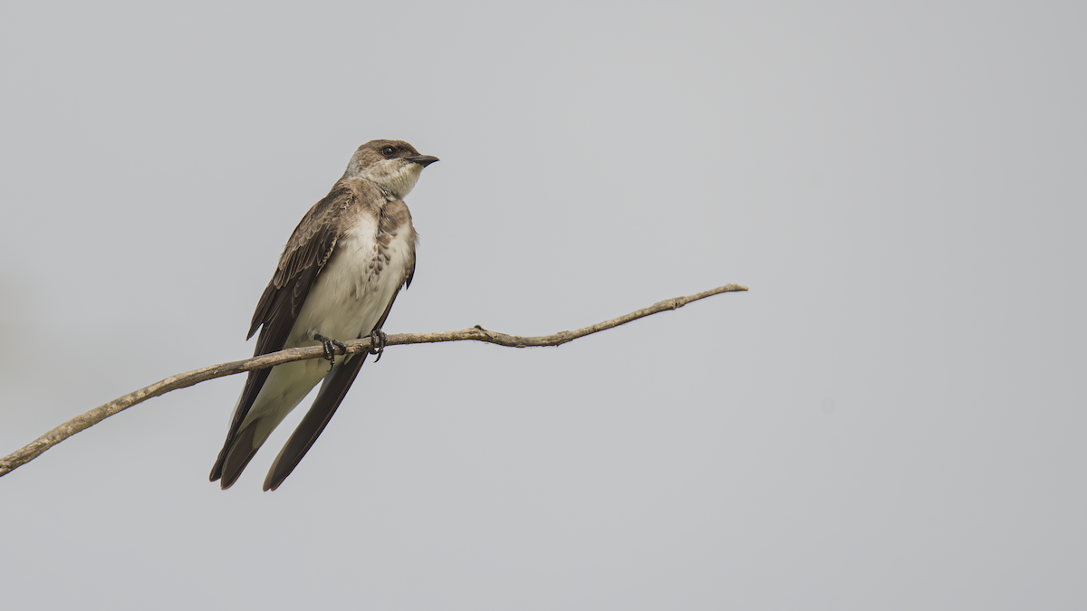 Brown-chested Martin - ML643433600