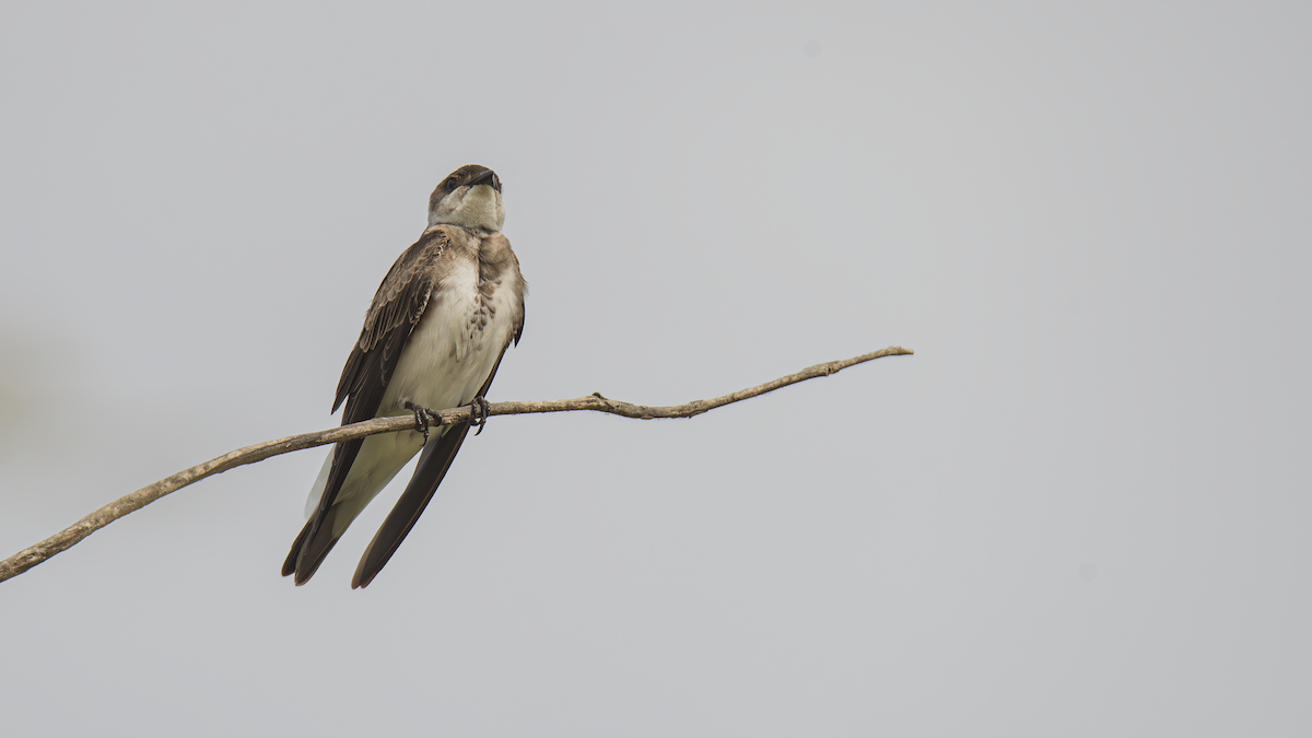 Brown-chested Martin - ML643433601