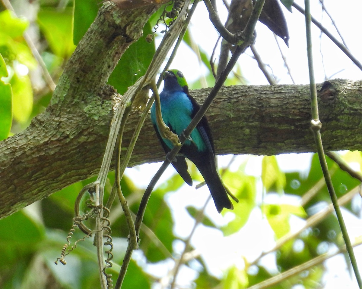 Paradise Tanager - ML643433602