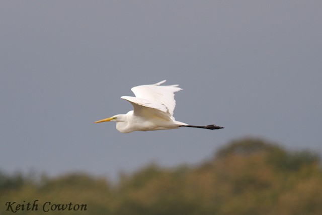 Great Egret (alba) - ML643433606