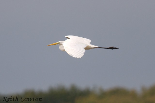 Great Egret (alba) - ML643433607