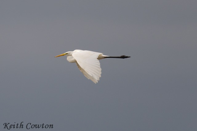 Great Egret (alba) - ML643433609