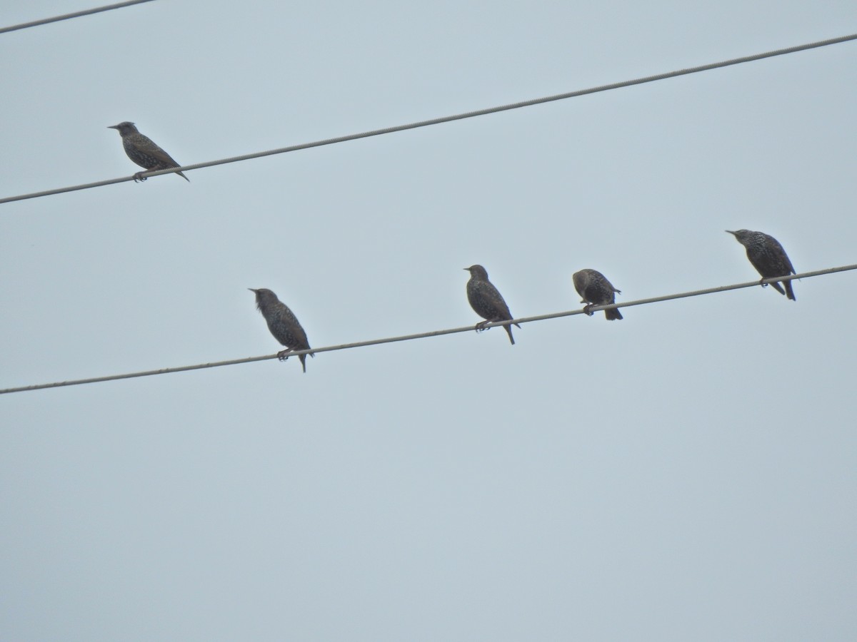 European Starling - ML643433615