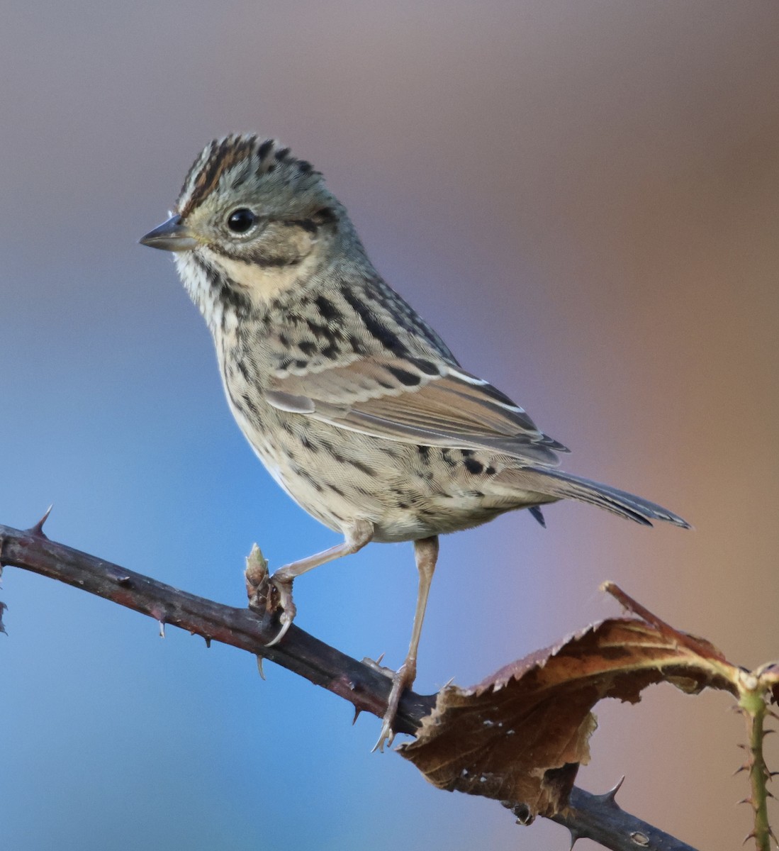 Lincoln's Sparrow - ML643433617