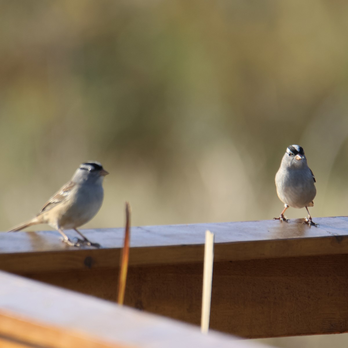 White-crowned Sparrow - ML643433678