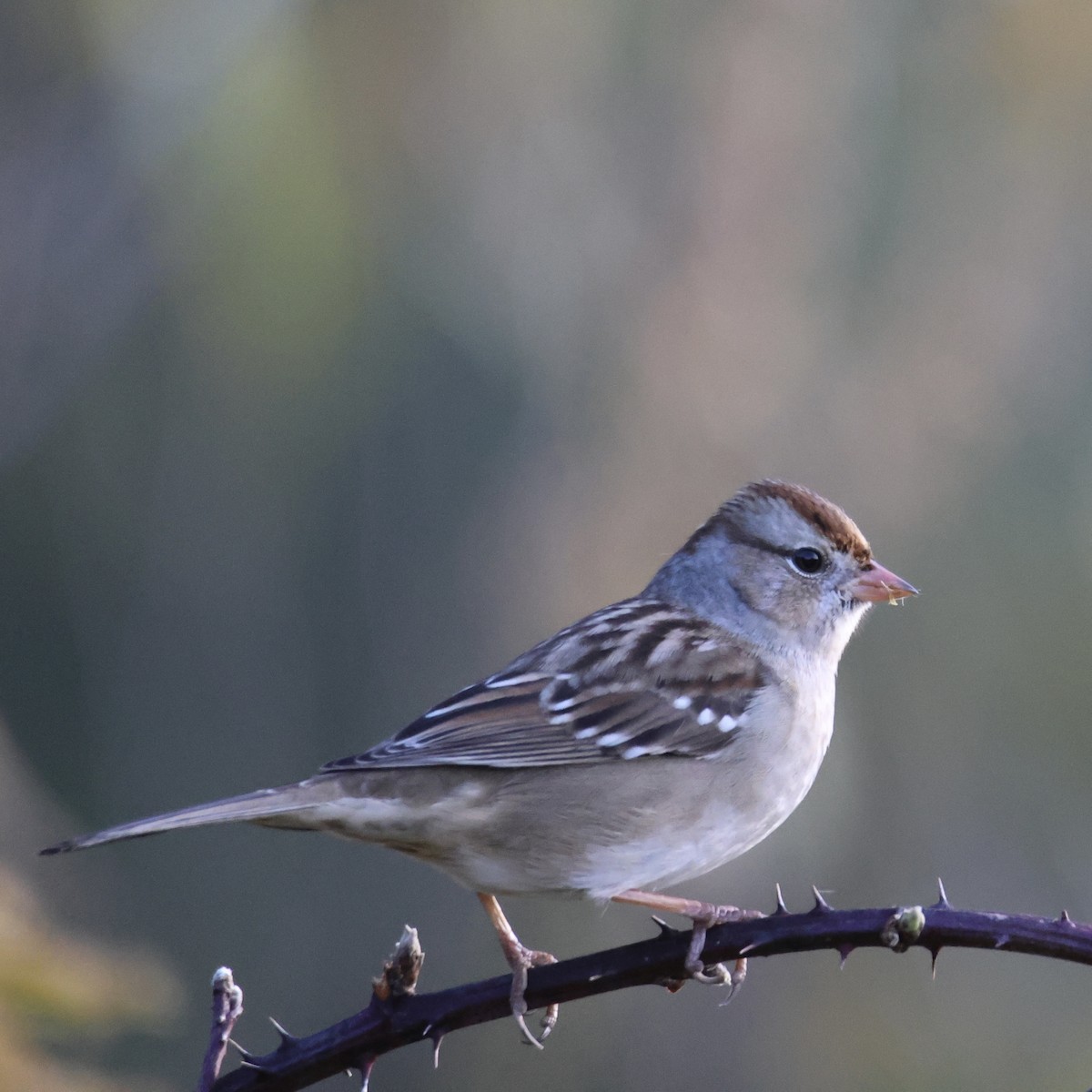 White-crowned Sparrow - ML643433679