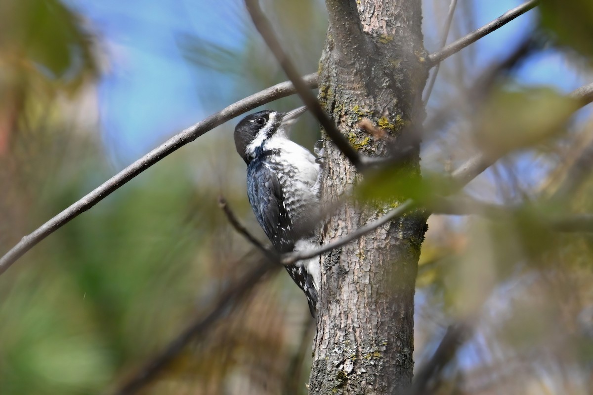 Black-backed Woodpecker - ML643433680