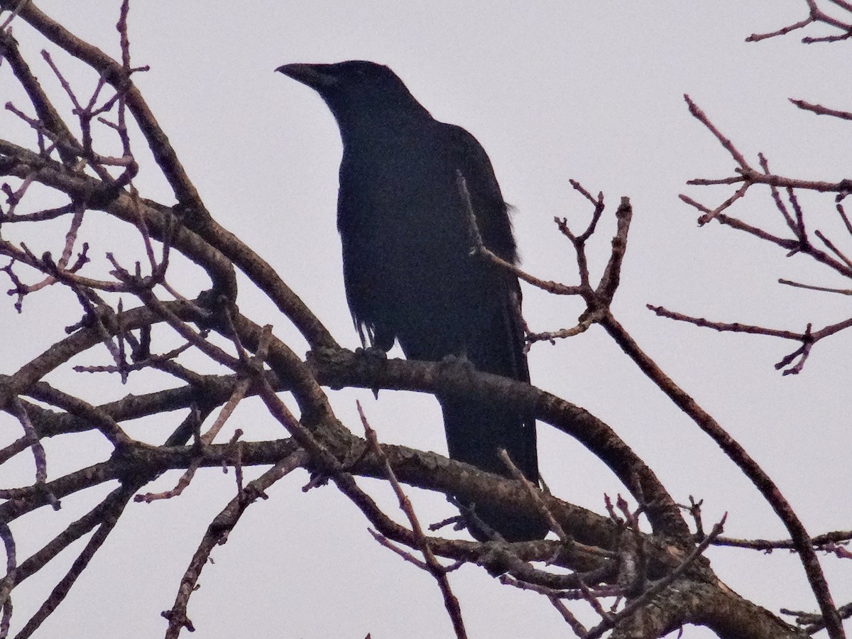 American Crow - ML643433708