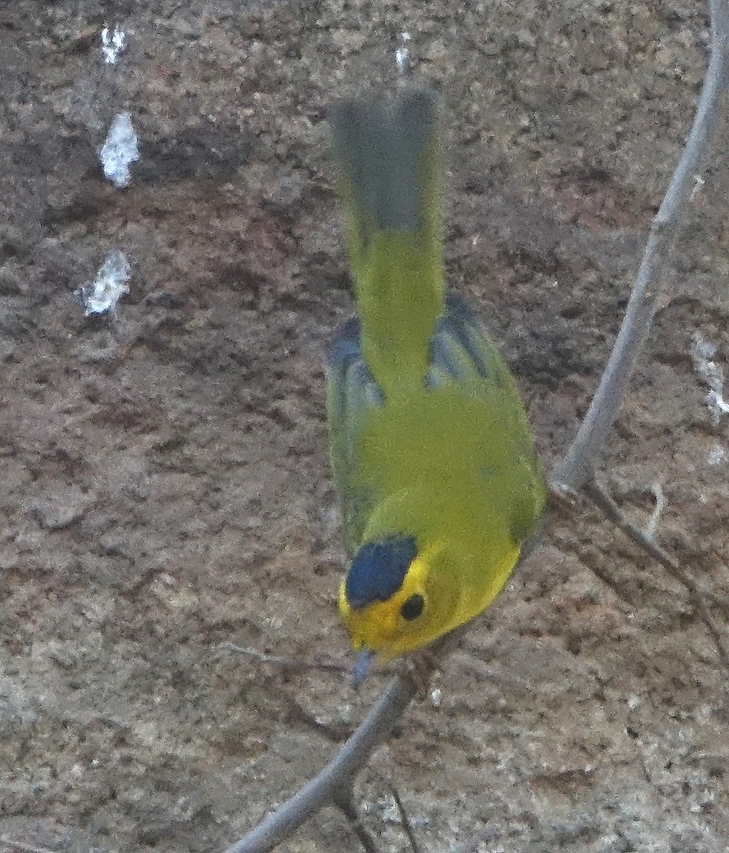 Wilson's Warbler - ML643433709
