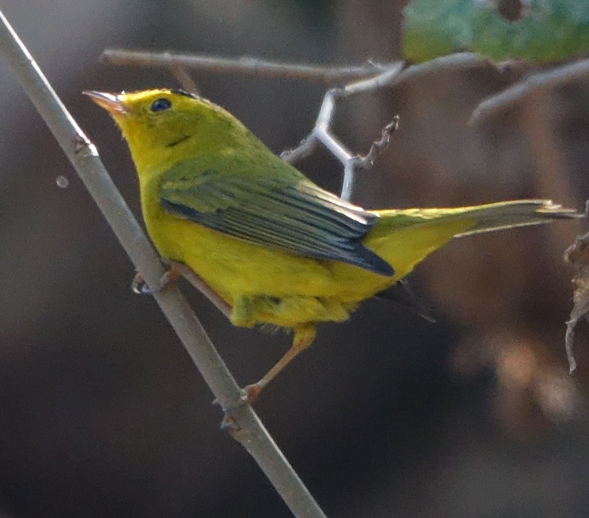 Wilson's Warbler - ML643433710