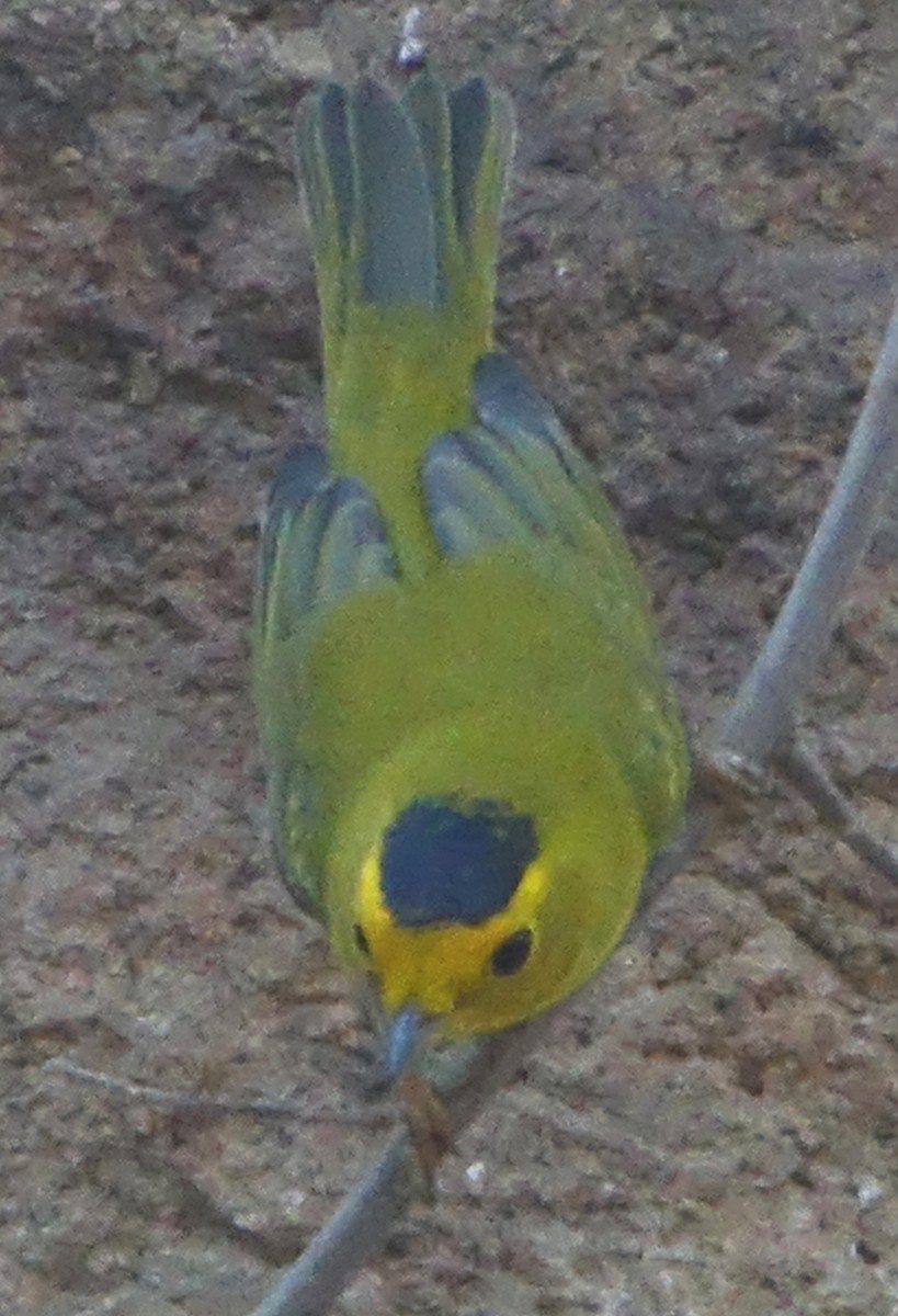 Wilson's Warbler - ML643433711
