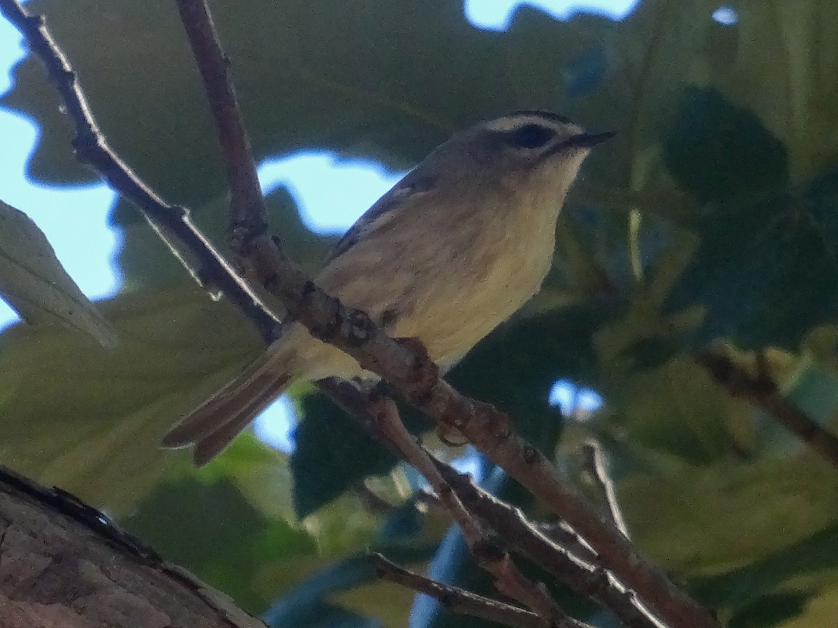 Golden-crowned Kinglet - ML643433724