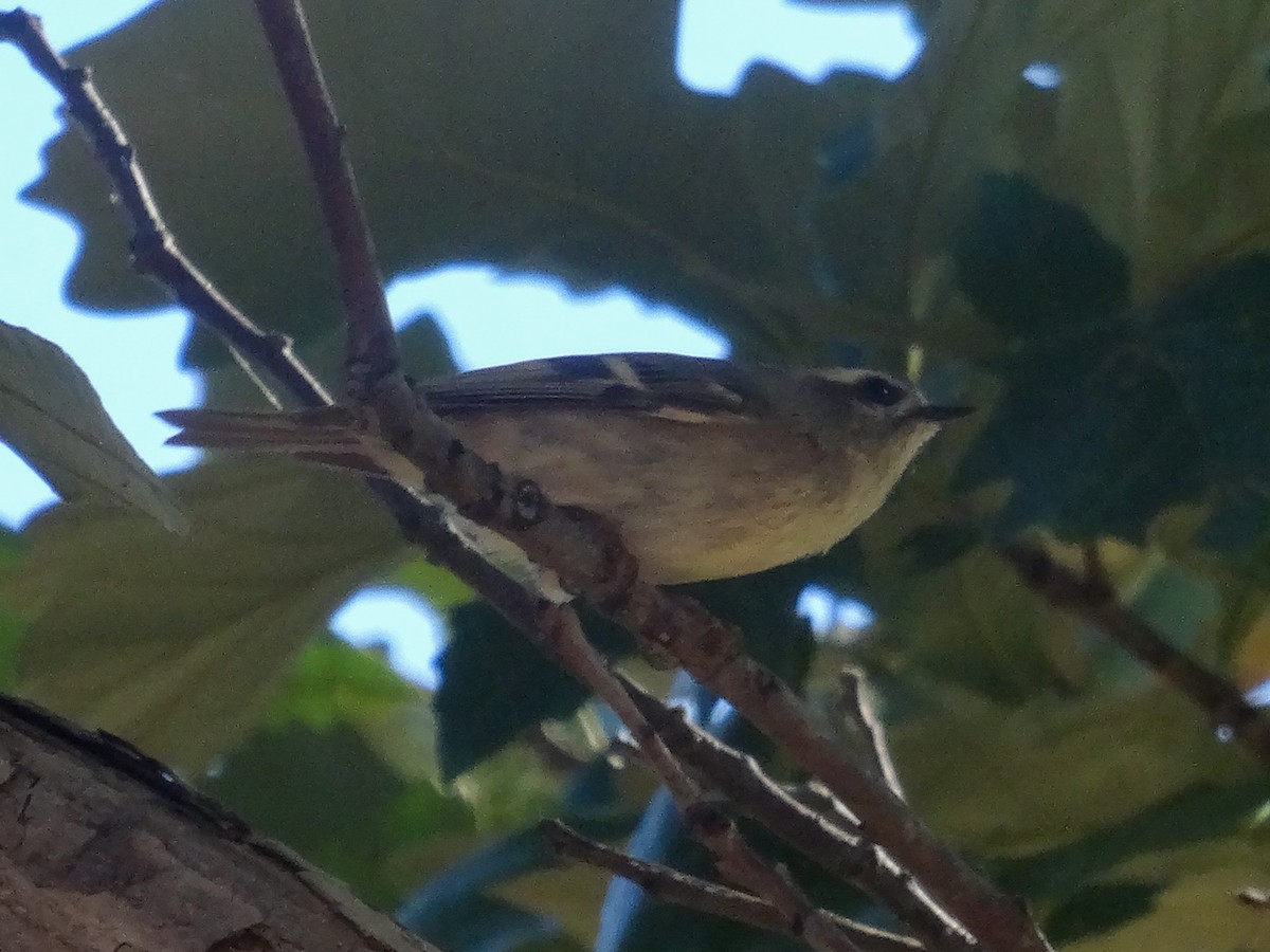Golden-crowned Kinglet - ML643433728