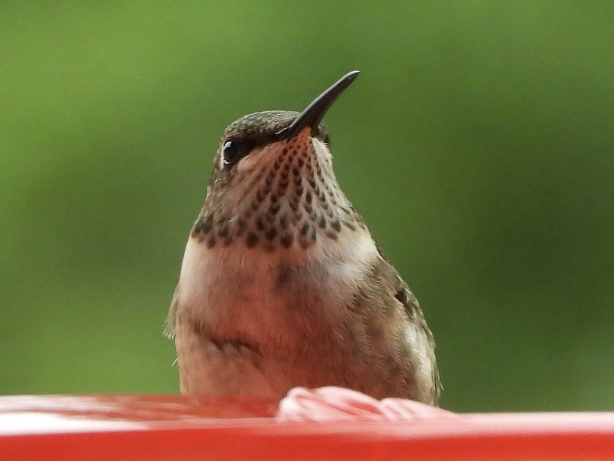 Ruby-throated Hummingbird - ML643433730