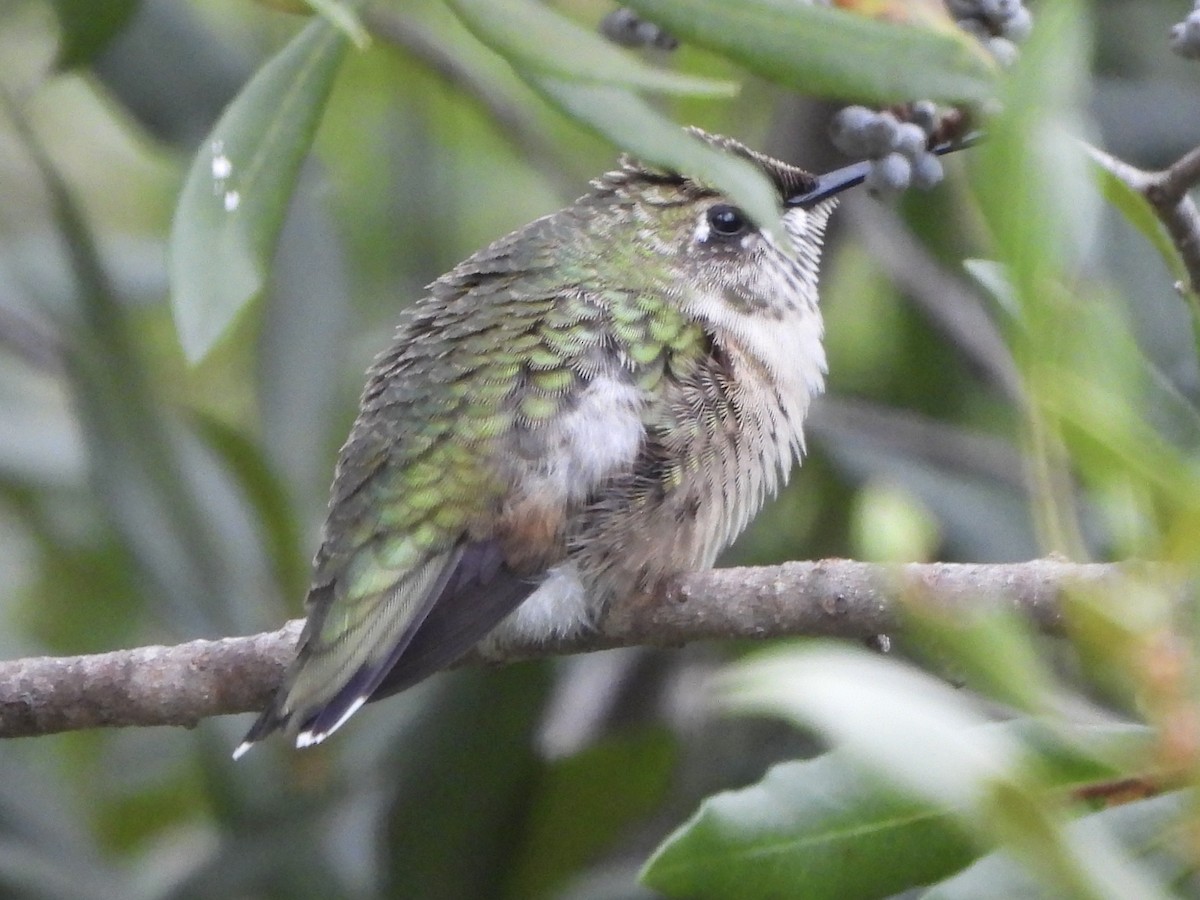 Ruby-throated Hummingbird - ML643433731