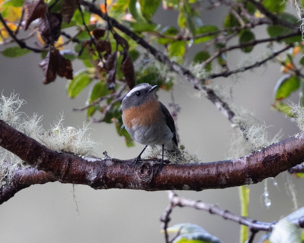 Rufous-breasted Chat-Tyrant - ML643433742