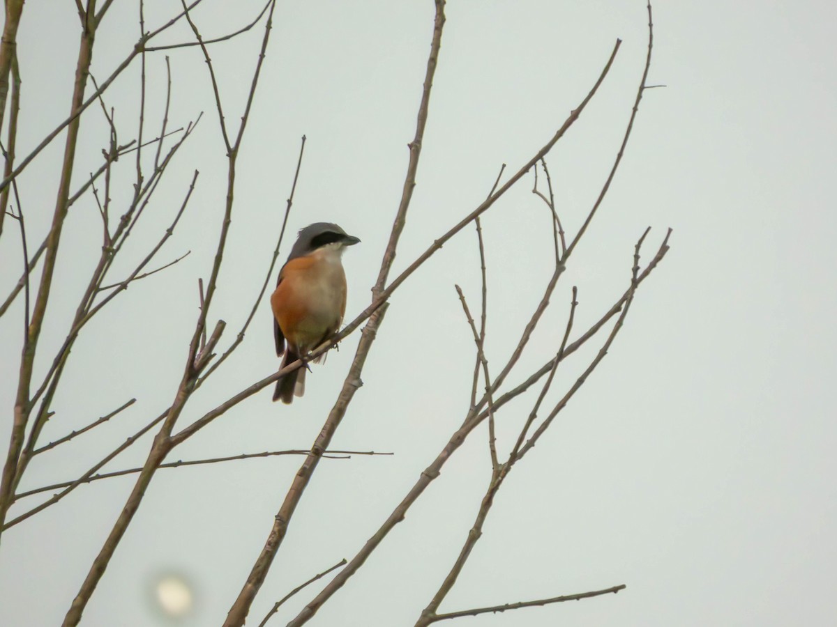 Gray-backed Shrike - ML643433749