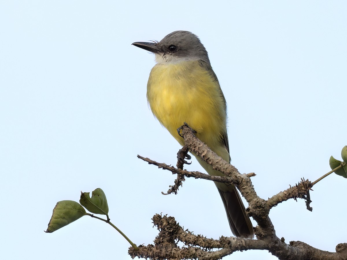 Tropical Kingbird - ML643433767