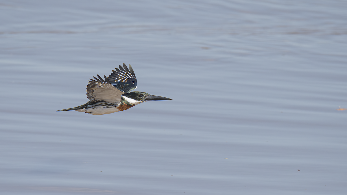 Amazon Kingfisher - ML643433770