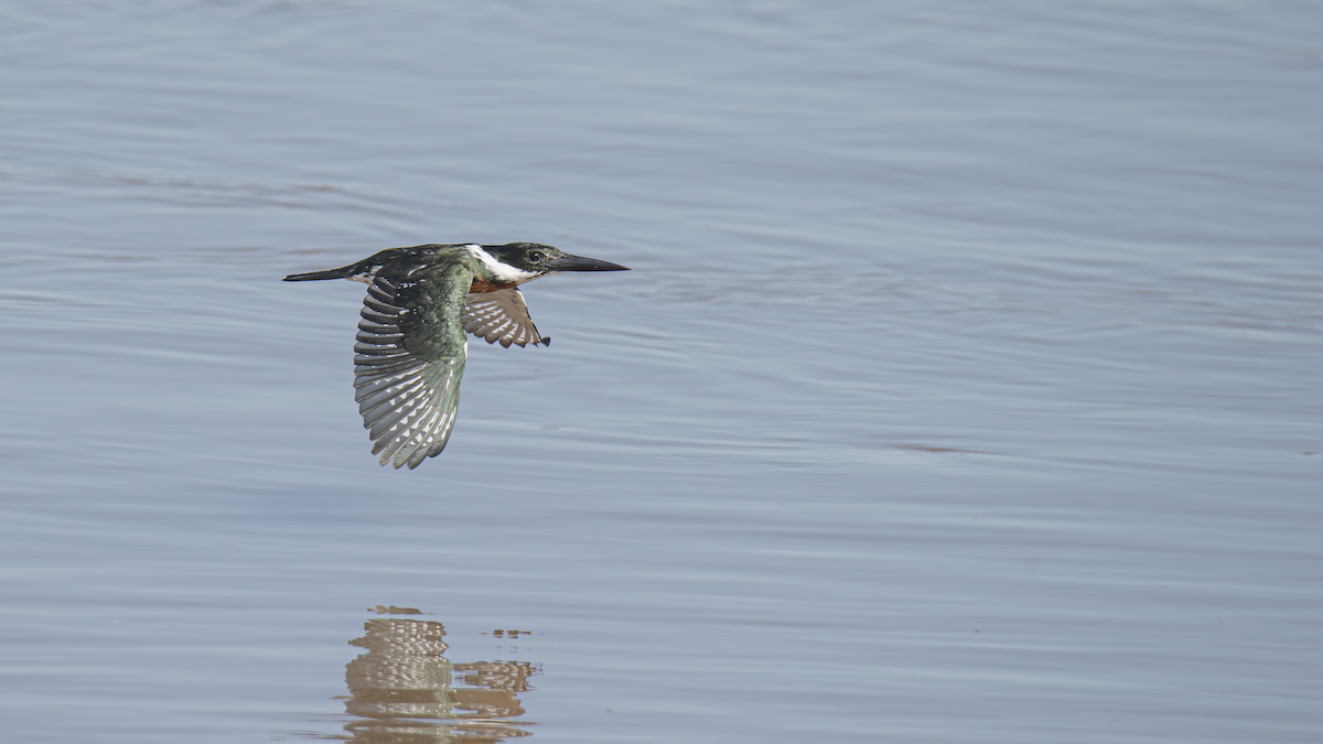 Amazon Kingfisher - ML643433771