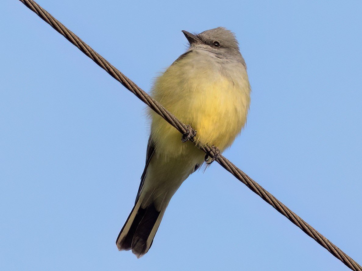 Western Kingbird - ML643433773
