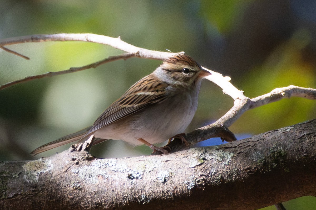 Chipping Sparrow - ML643433782