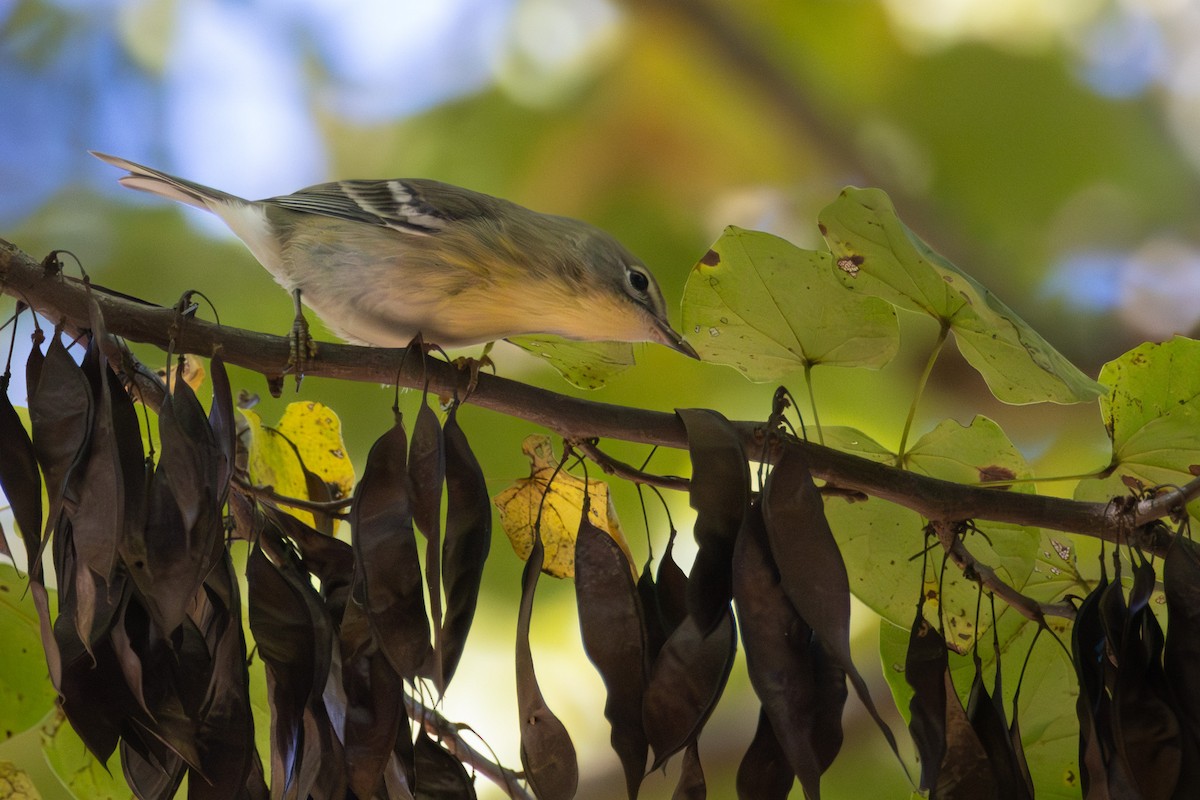 Pine Warbler - ML643433786