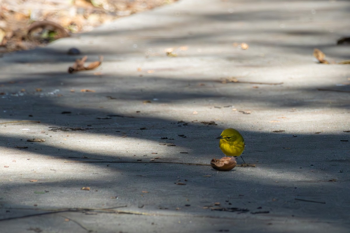 Pine Warbler - ML643433787
