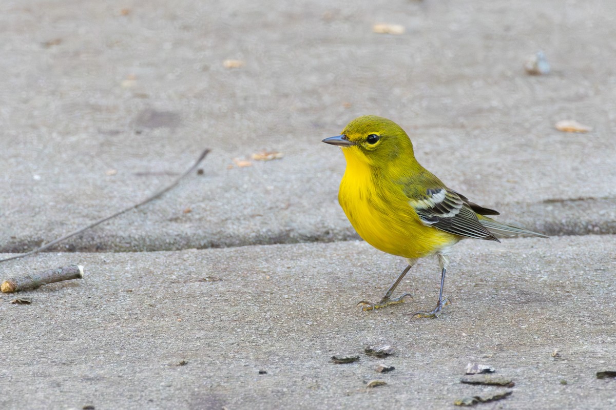 Pine Warbler - ML643433793