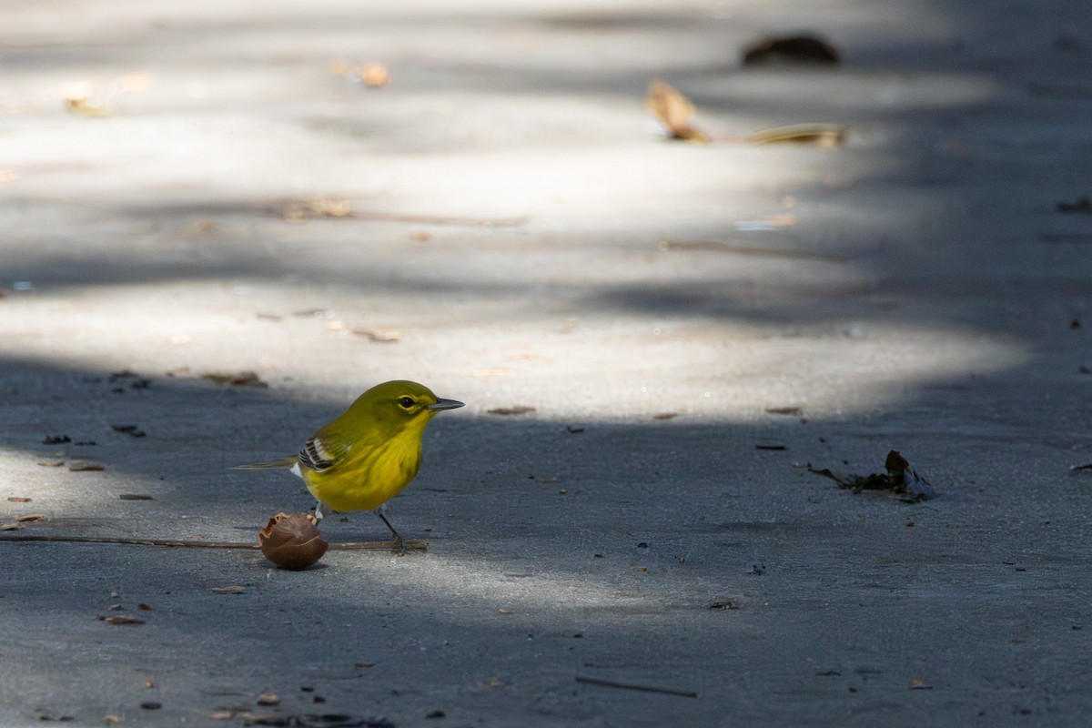 Pine Warbler - ML643433794
