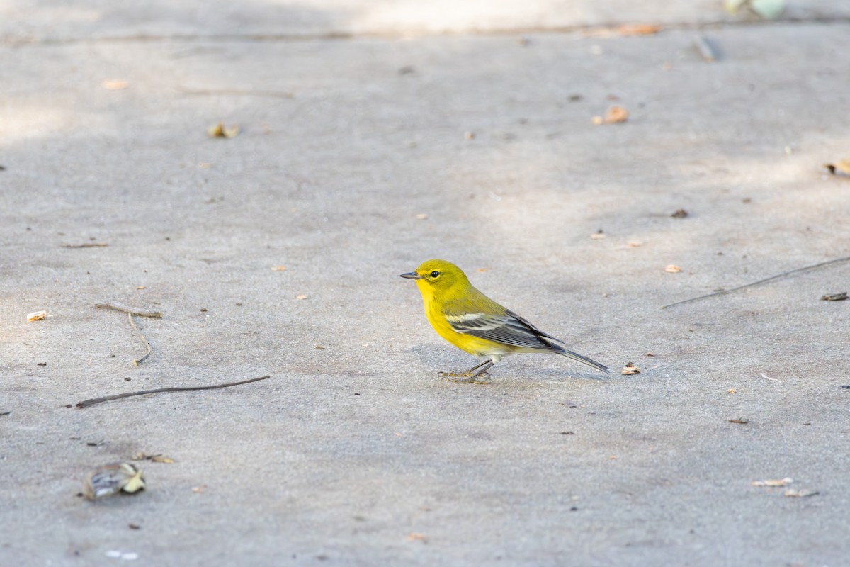 Pine Warbler - ML643433795