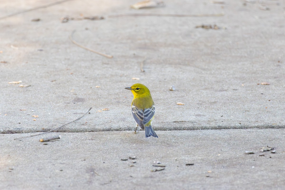 Pine Warbler - ML643433796
