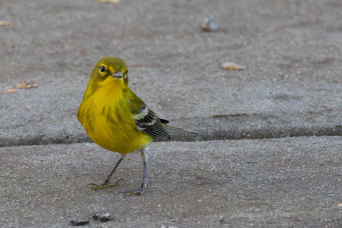 Pine Warbler - ML643433797