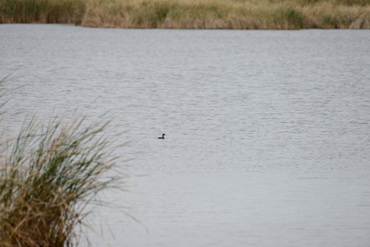 Pied-billed Grebe - ML643433798