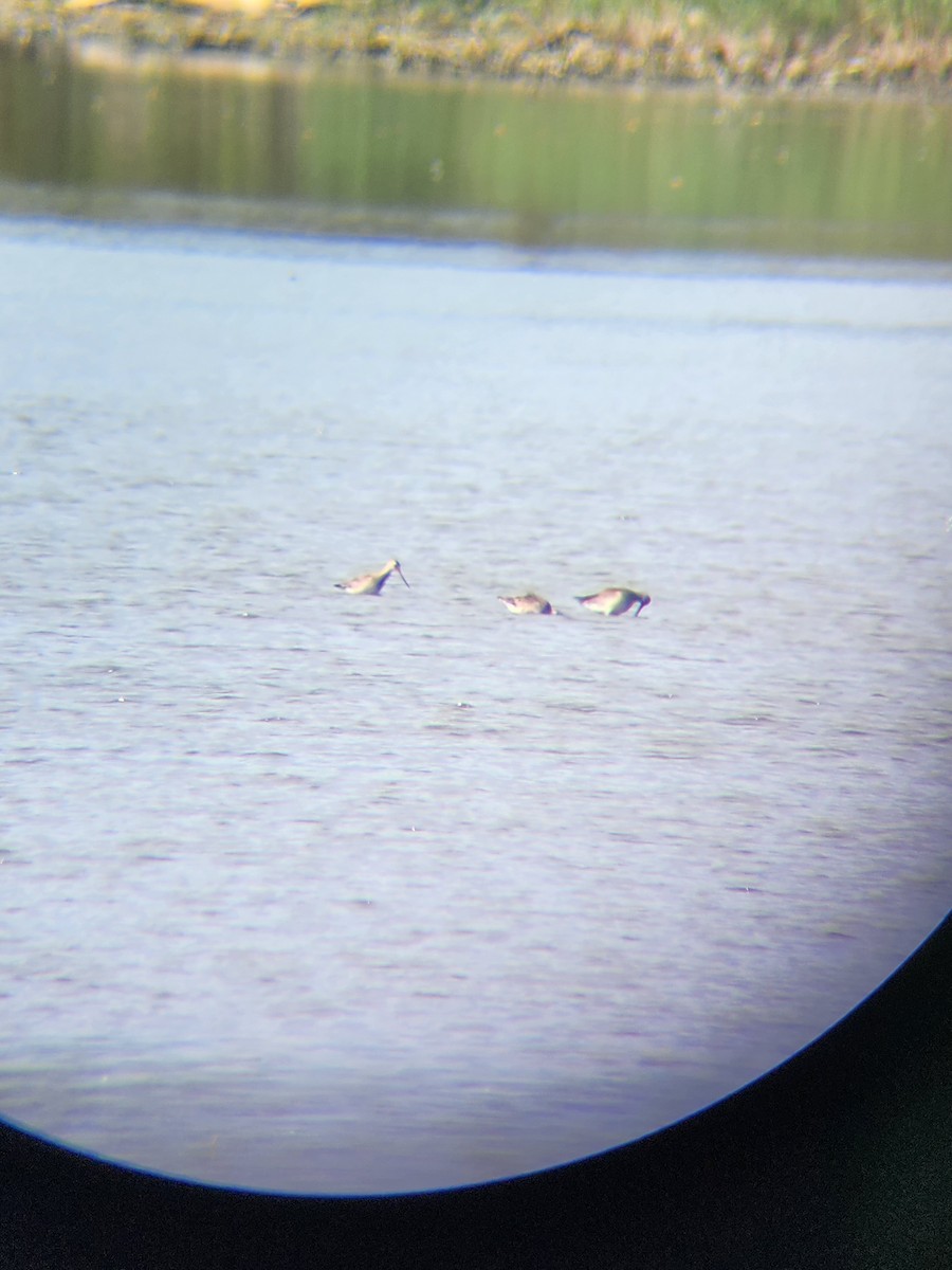 Hudsonian Godwit - ML643433814