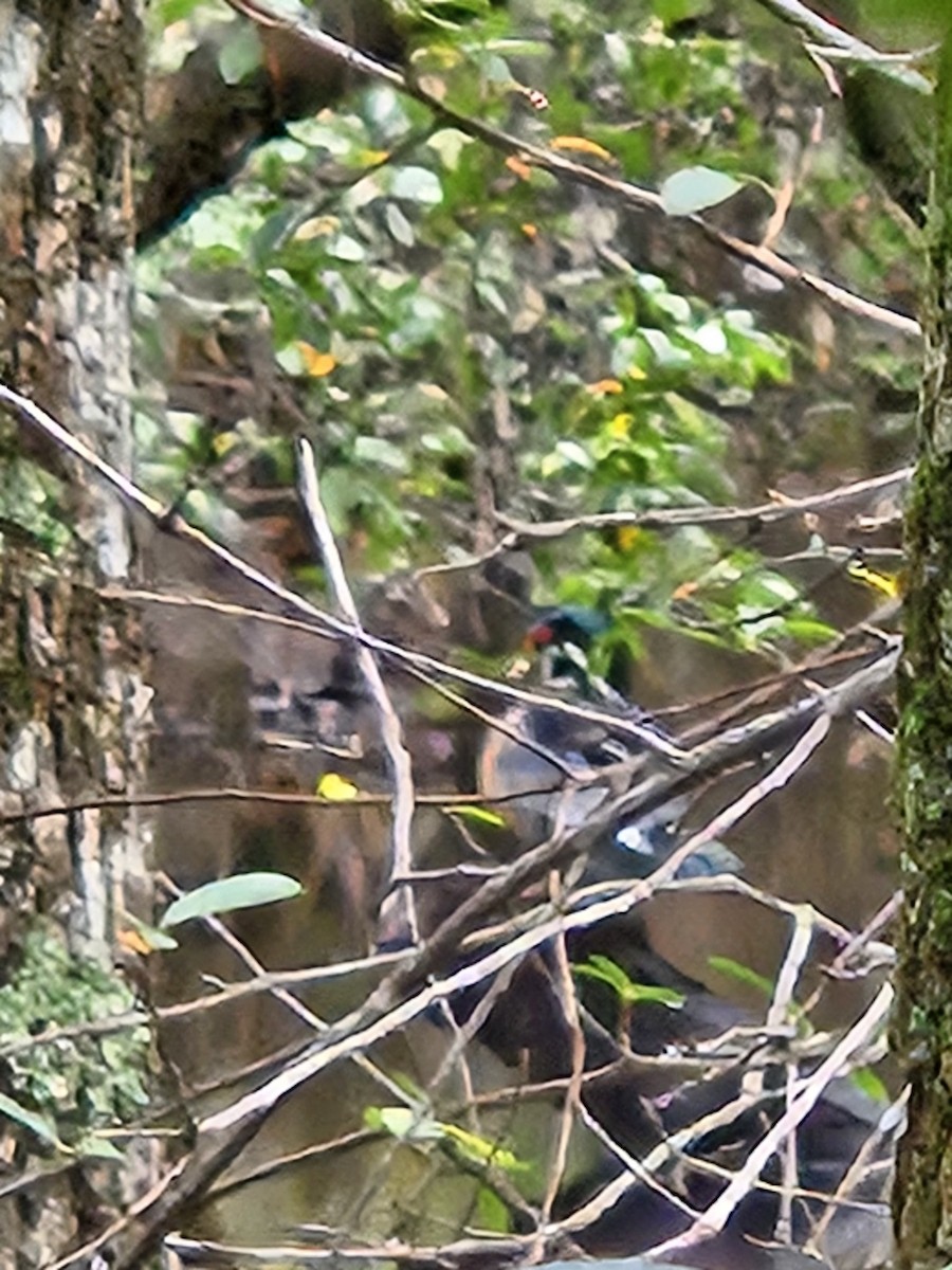Wood Duck - ML643433817