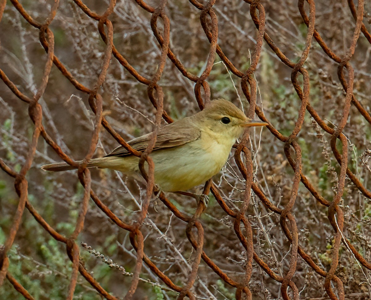 Melodious Warbler - ML643433821