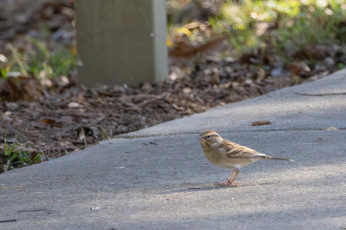 Chipping Sparrow - ML643433823
