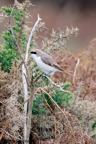 Red-tailed Shrike - ML643433825