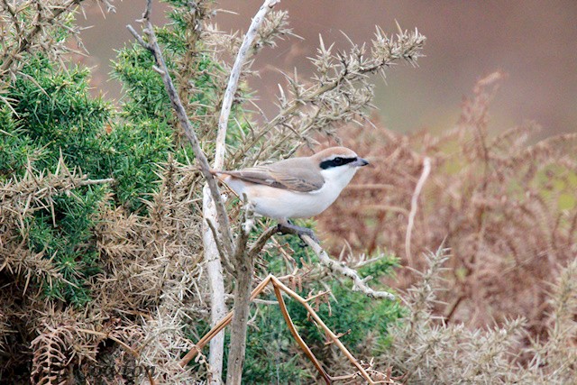 Red-tailed Shrike - ML643433826
