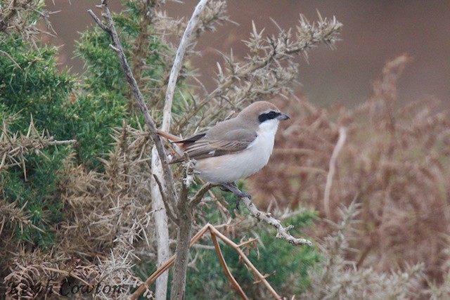 Red-tailed Shrike - ML643433827