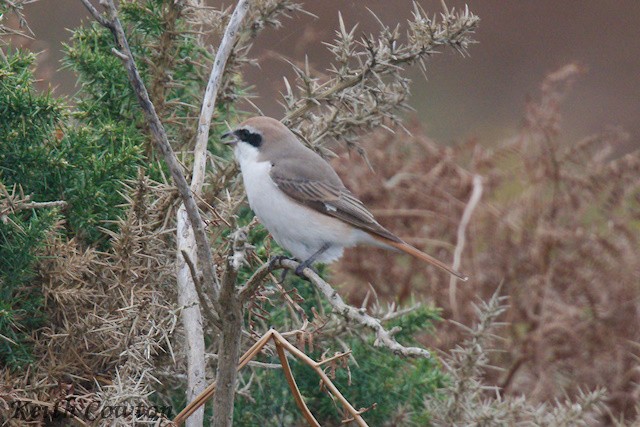 Red-tailed Shrike - ML643433828