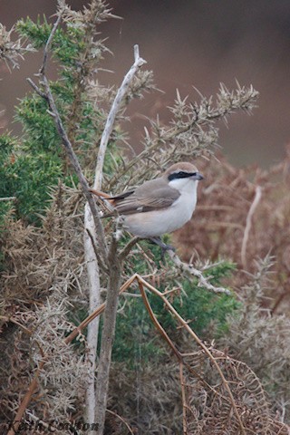 Red-tailed Shrike - ML643433829