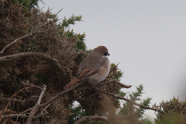 Red-tailed Shrike - ML643433830