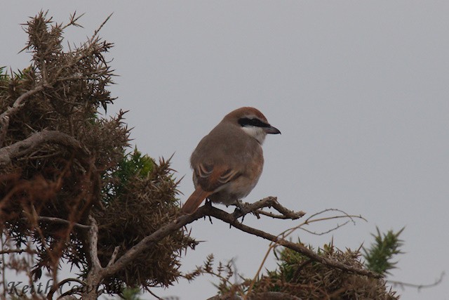 Red-tailed Shrike - ML643433831