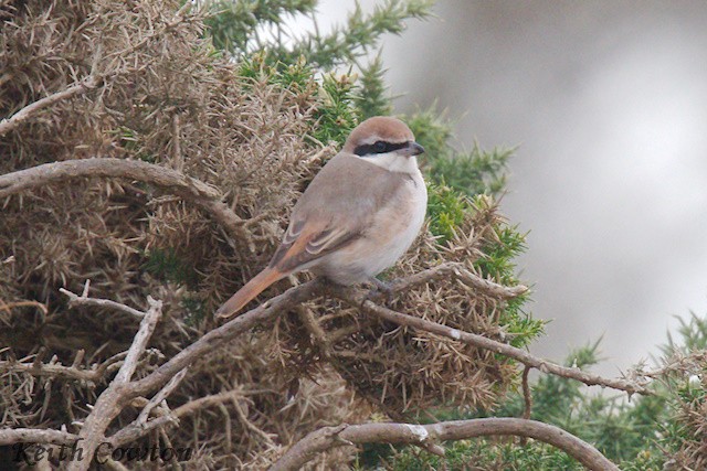 Red-tailed Shrike - ML643433832