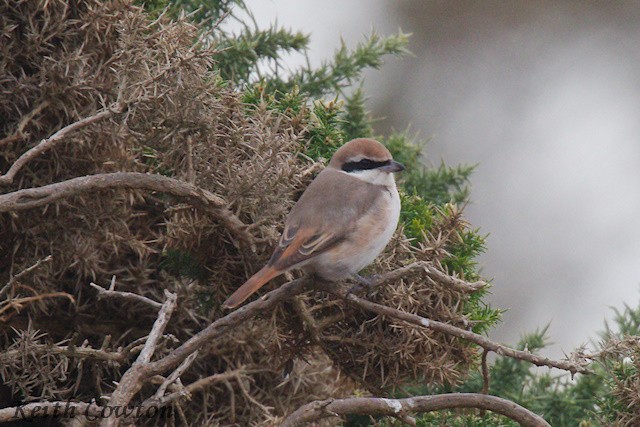 Red-tailed Shrike - ML643433833