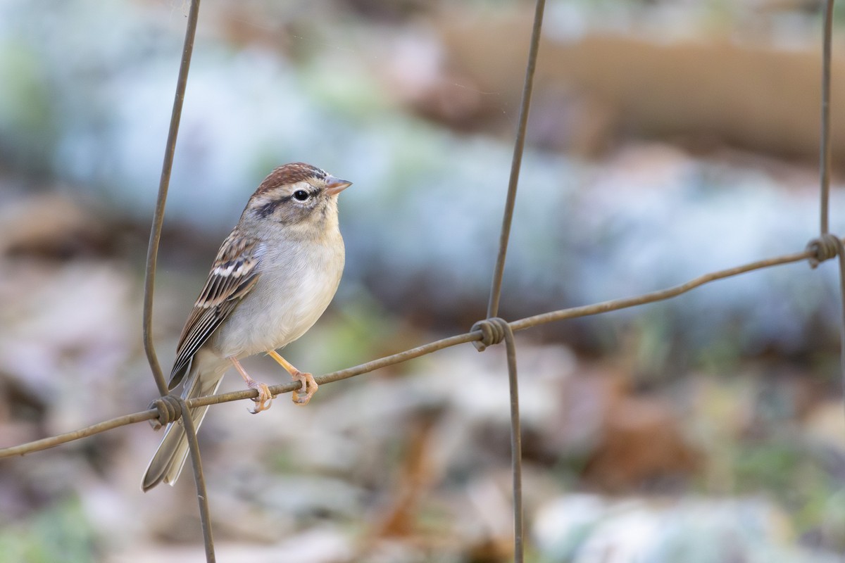Chipping Sparrow - ML643433835
