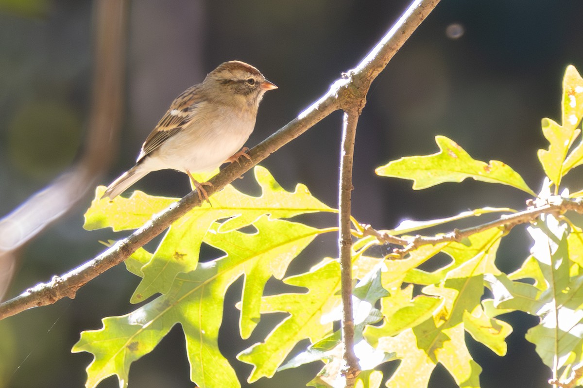 Chipping Sparrow - ML643433836